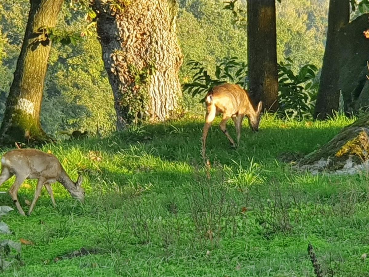 Le Grand Domaine Du Rocher Bonnemain Εξωτερικό φωτογραφία